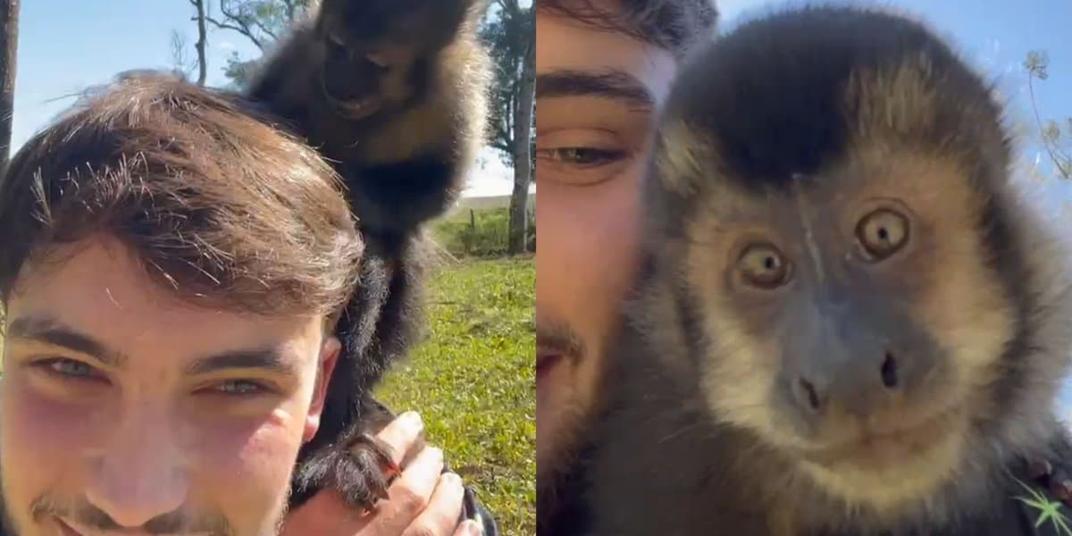 “Só queria carinho”: macaquinho aparece no meio do serviço e conquista trabalhador em Santa Catarina