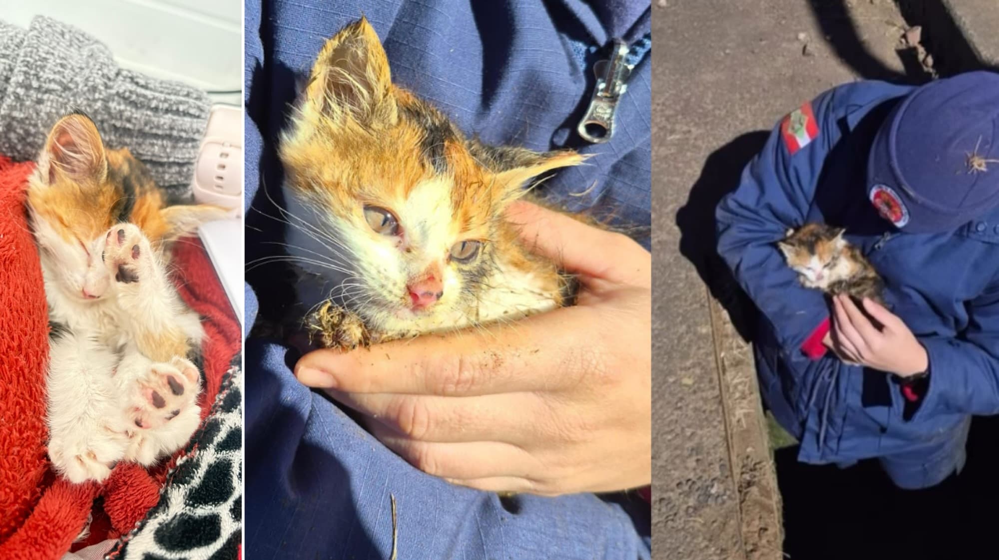 Gata presa em bueiro há dias é resgatada por bombeiros e ganha novo lar em SC
