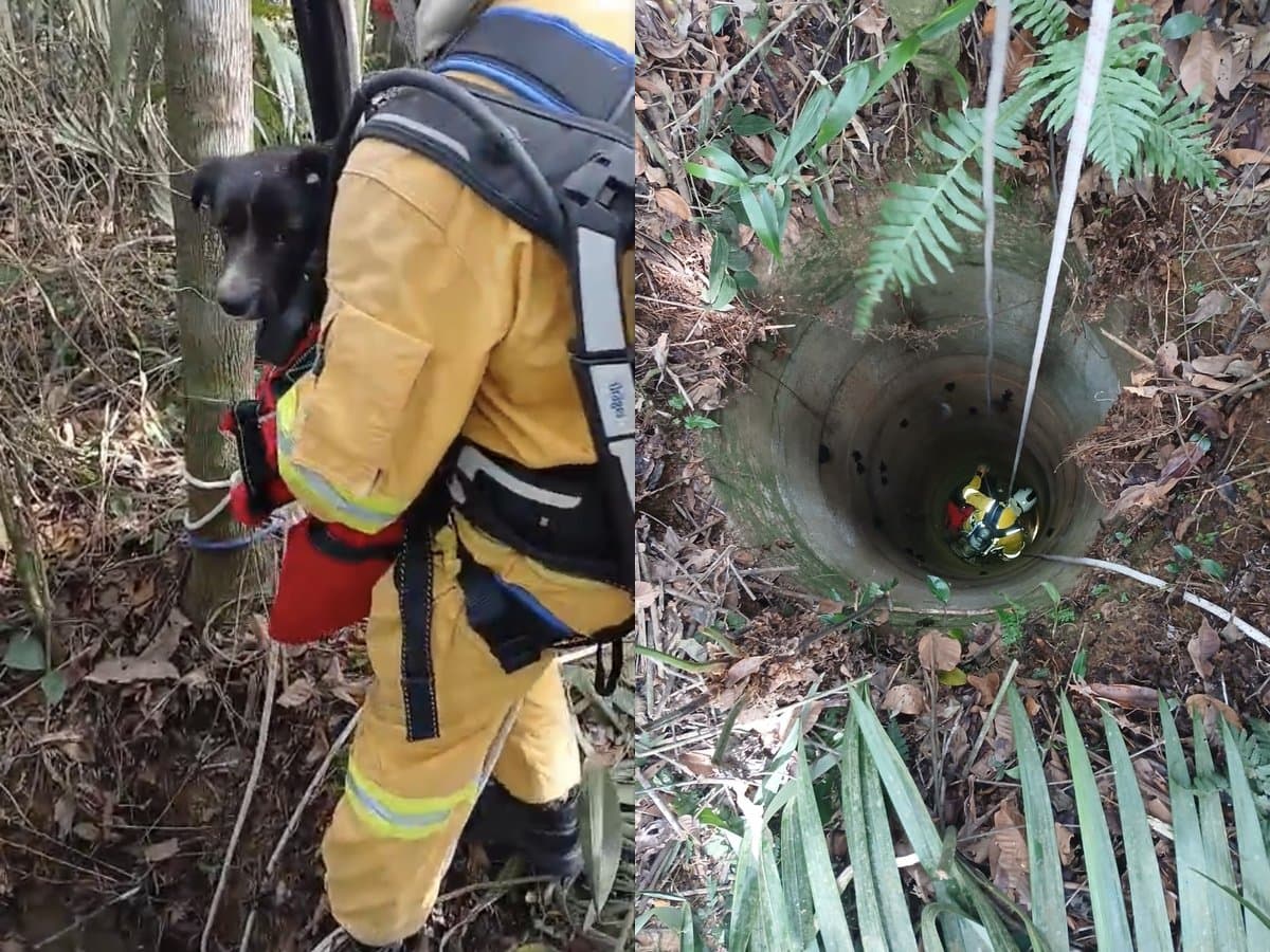 “Foi guerreiro”: cãozinho passa três dias preso em poço de 8 metros e é resgatado pelos bombeiros em SC