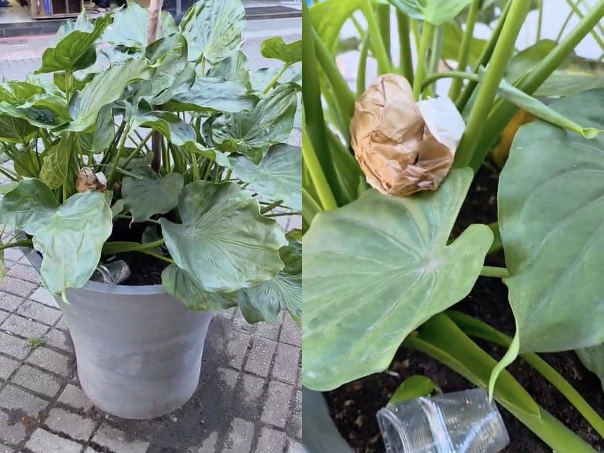 “Desisto de cuidar!”: lojista fica revoltado após ter plantas roubadas em Florianópolis