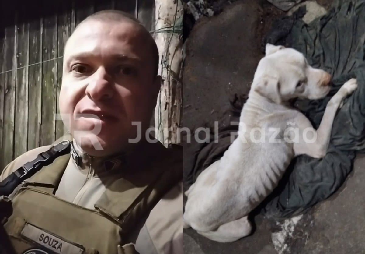 “Pele e osso”: traficante foragido abandona pit bull para morrer em Tijucas