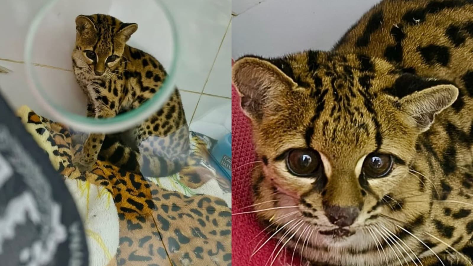 “Não era um gato qualquer”: felino raro é encontrado às margens de rodovia em SC