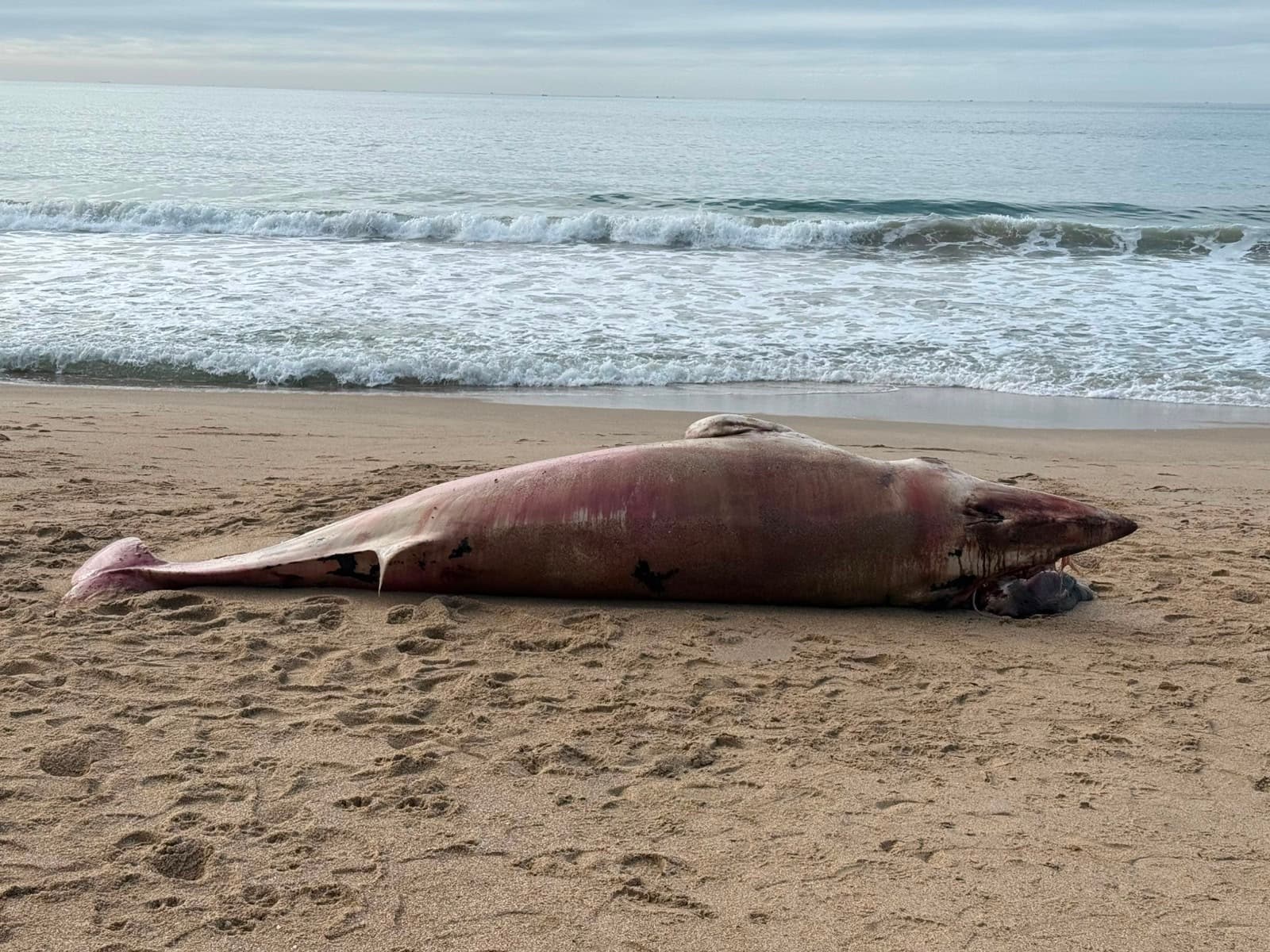 Baleia de 1,5 tonelada encontrada morta em BC pode ser a mesma vista à deriva um dia antes