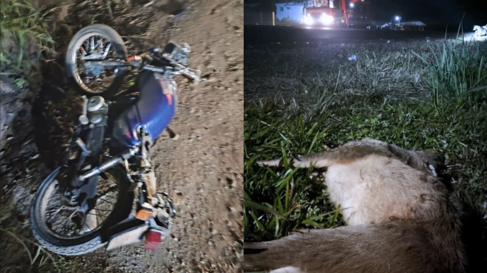 Motociclista não consegue desviar de cervo e sofre acidente em rodovia de SC