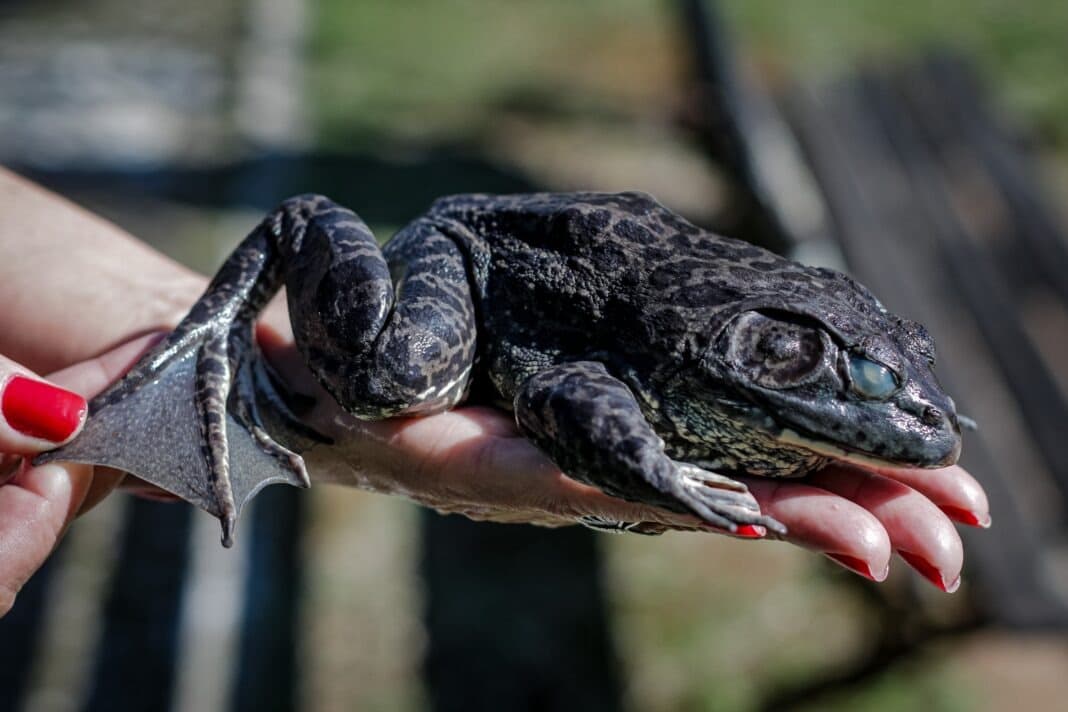 Um “boi” nos banhados? Rã gigante invasora é monitorada em Florianópolis e acende alerta ambiental
