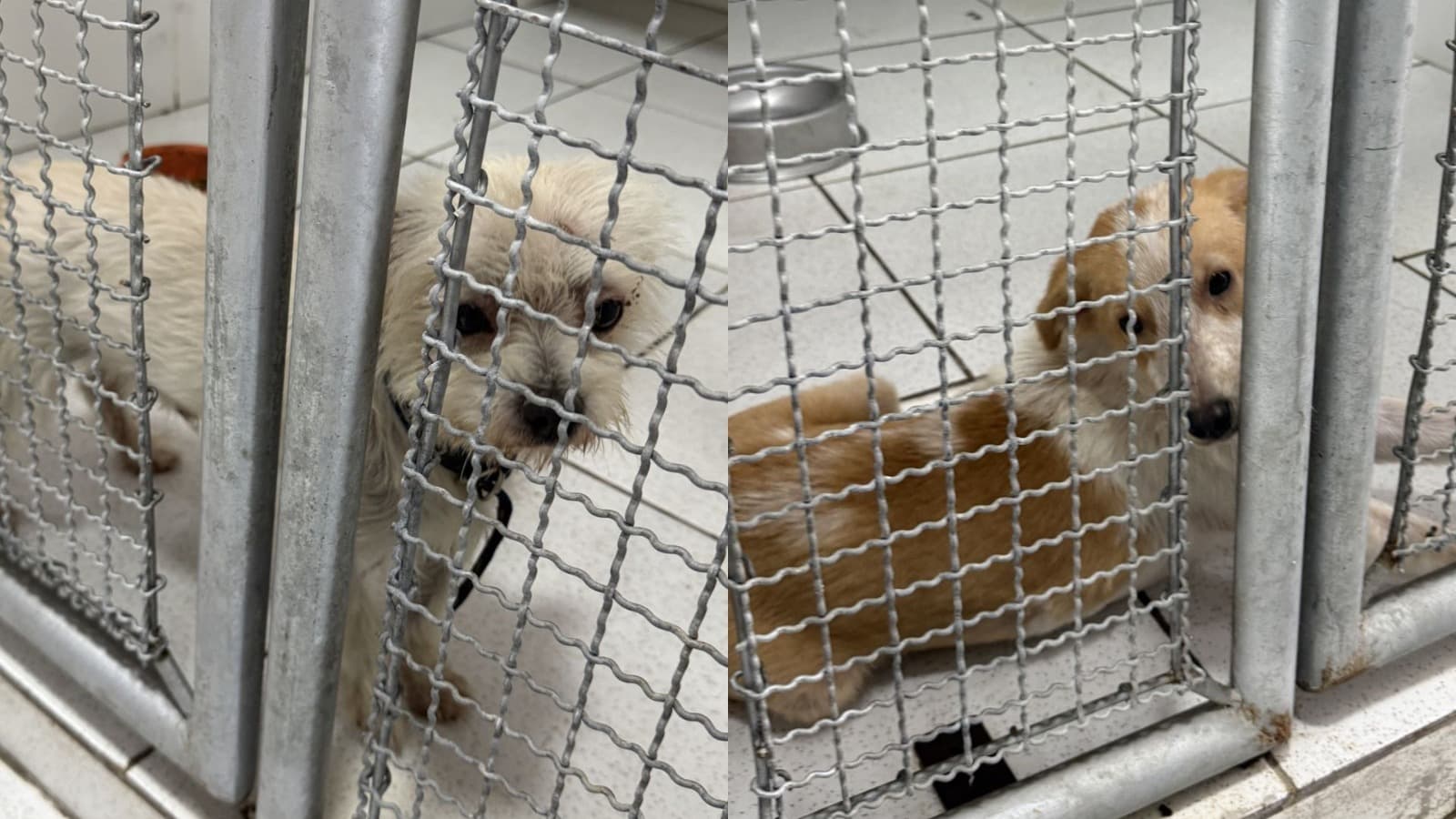 “Situação crítica”: Justiça dá 30 dias para Prefeitura de São Francisco do Sul resolver caos em centro animal