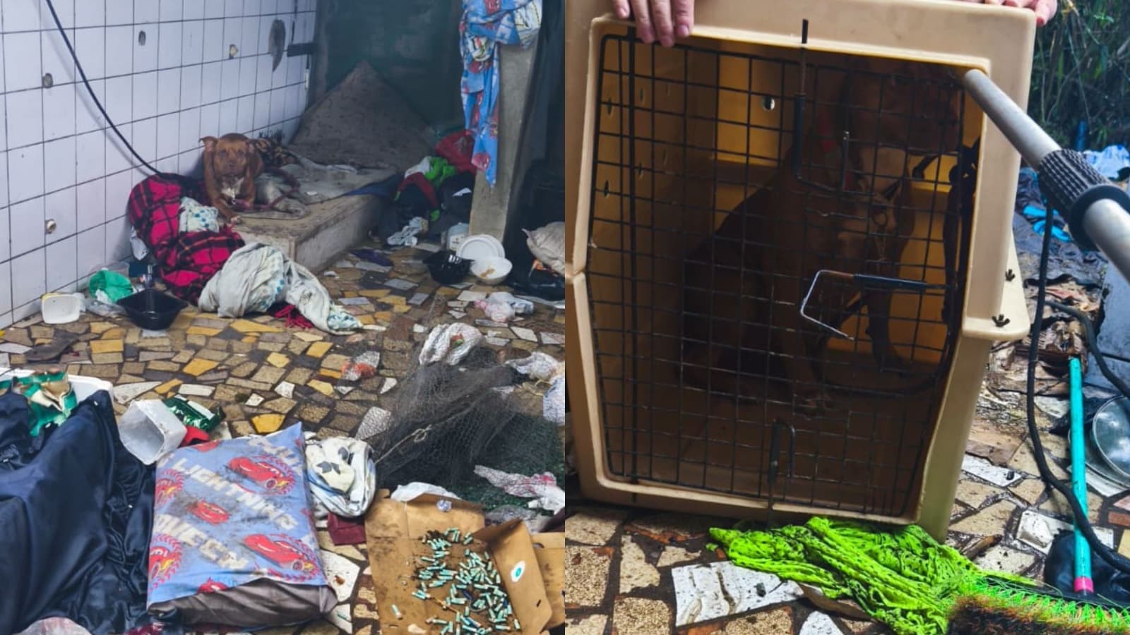 Pitbull abandonado amarrado e sem água é resgatado pela Guarda Ambiental em Balneário Camboriú