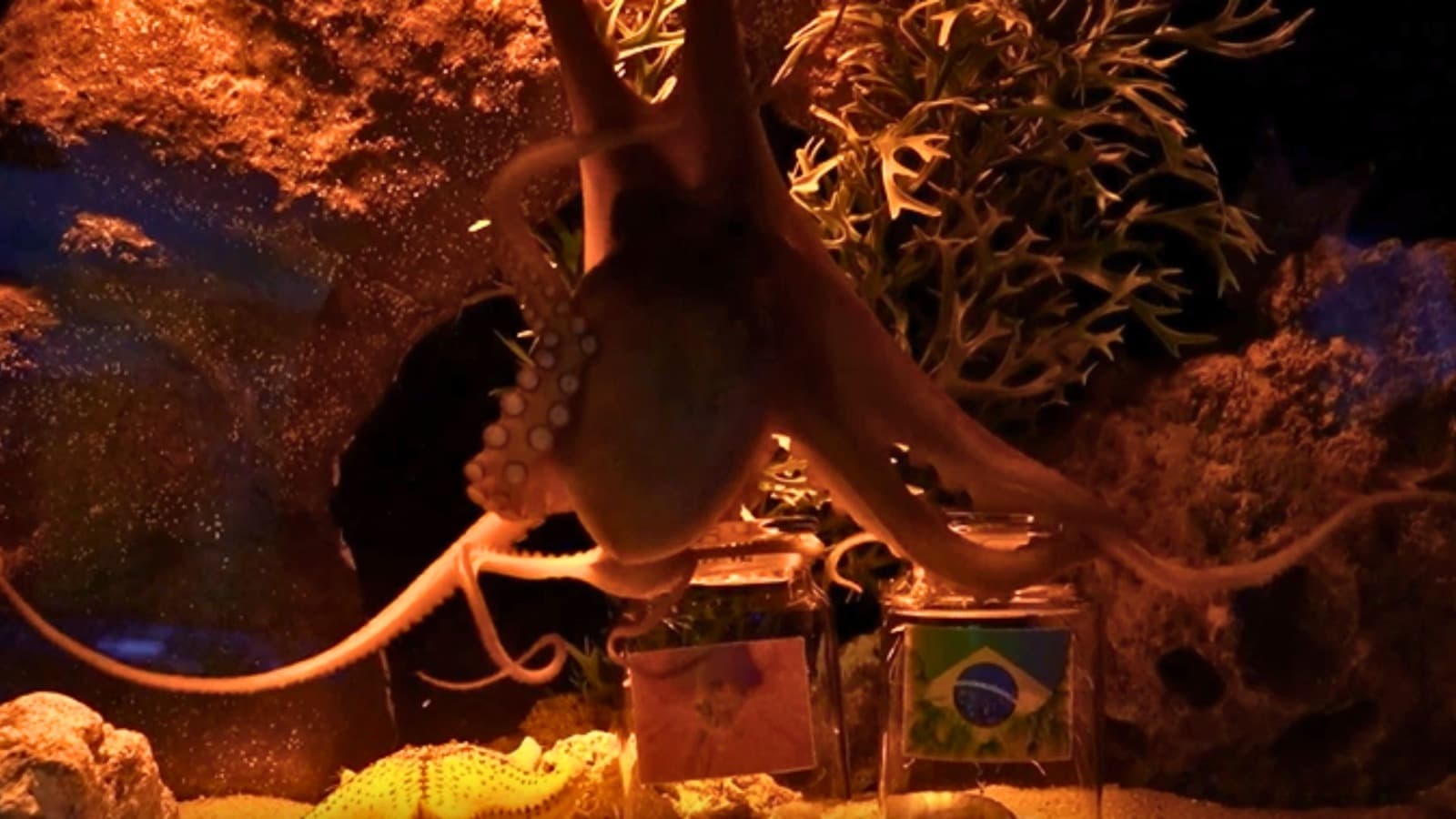 Polvo Úrsula entra na onda da Copa do Mundo em BC e crava o palpite na estreia do Brasil contra Marrocos