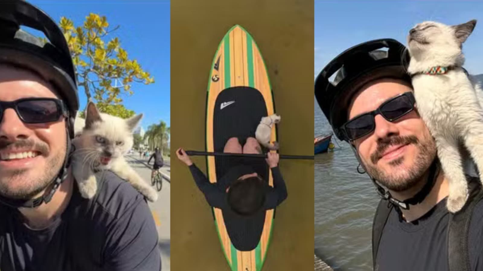 Gato Caetano vira sensação ao passear de bicicleta com o tutor e chiar para cachorro em Florianópolis