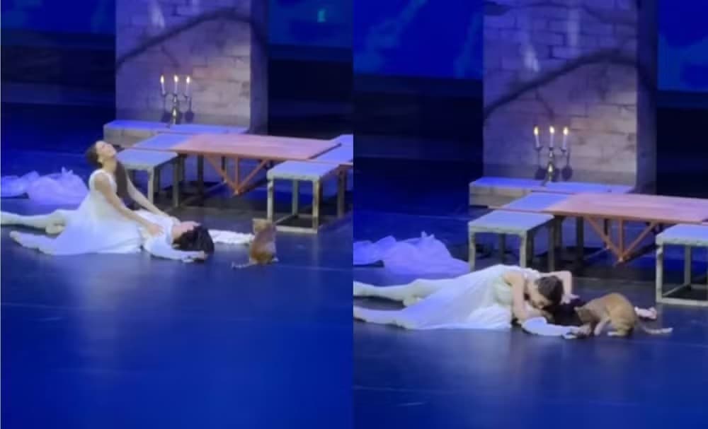 “Achei que era um pássaro”: bailarino de Joinville é surpreendido por gato no meio de cena de Romeu e Julieta na Turquia