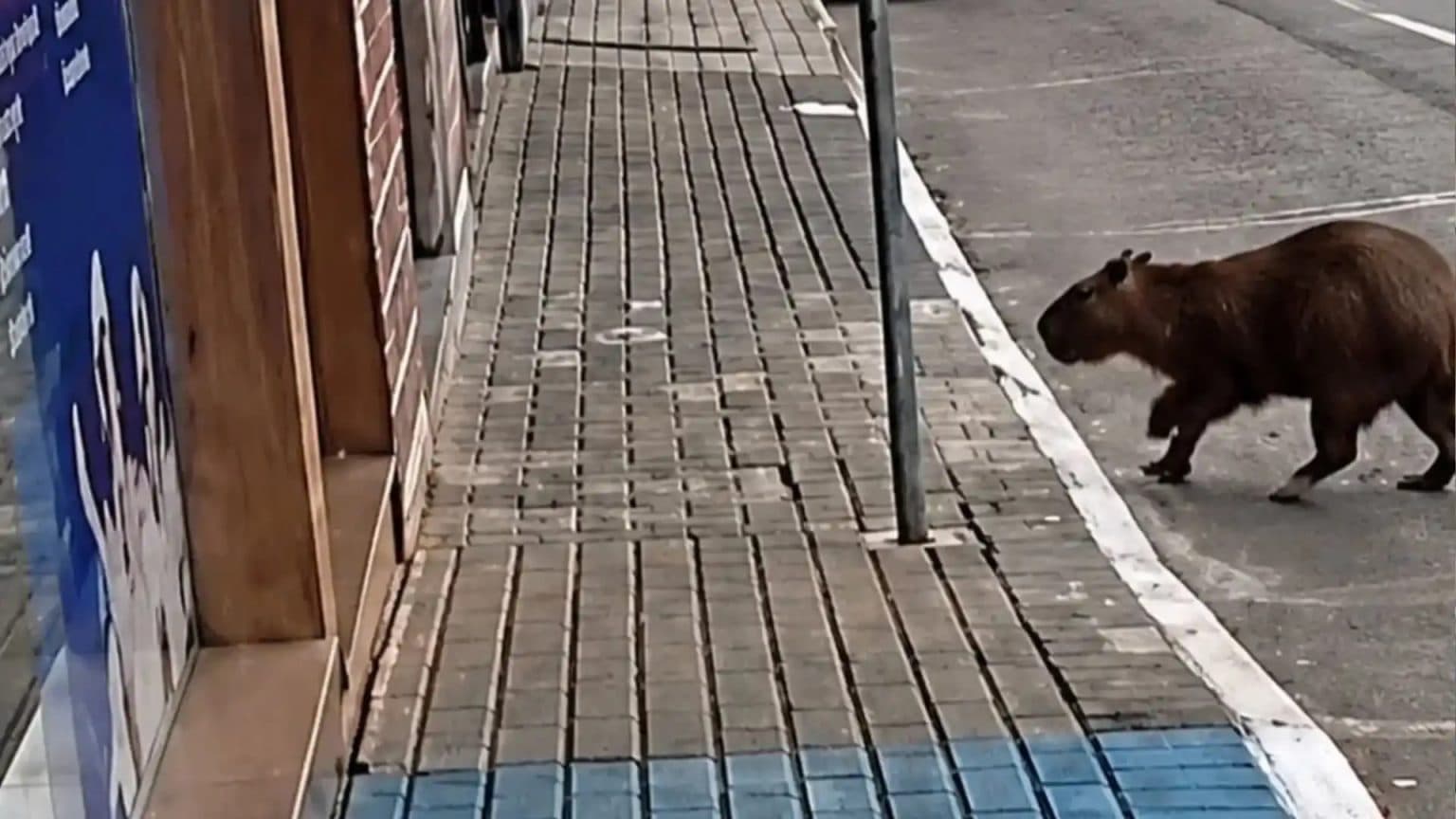 Capivara passeia pelo Centro de cidade de SC, “visita” loja de informática e vira atração nas ruas