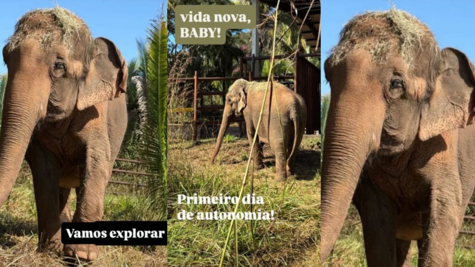 “Se adaptando muito bem”: Baby deixa parque em Penha após 30 anos e começa vida nova em santuário no MT