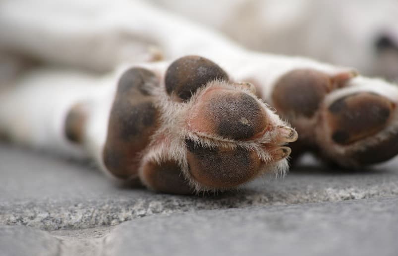 Homem é preso após cachorro ser encontrado enterrado, sem cabeça e amarrado a haste de ferro em SC