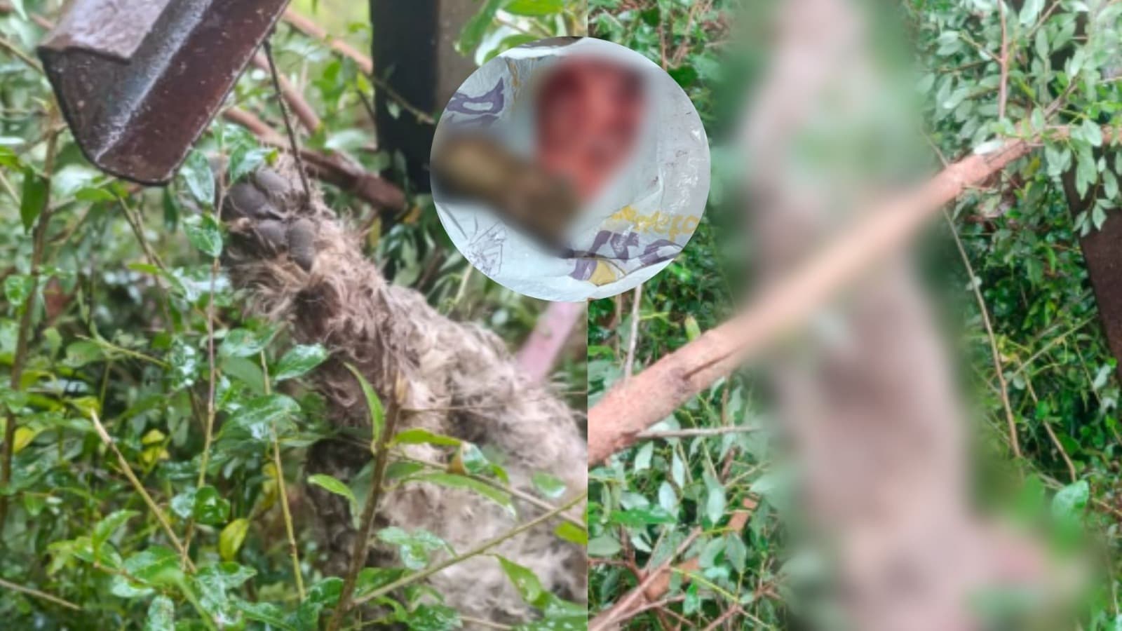 Vísceras arrancadas e cabeça em sacola; Justiça mantém prisão do homem que mutilou cão em SC