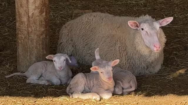 “Bem incomum”: veterinário faz toque por precaução e descobre terceiro cordeiro escondido em parto raro em SC
