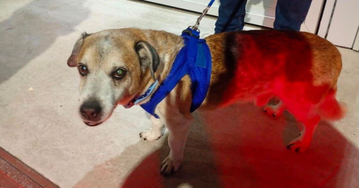 Tutor é preso após espancar o próprio cachorro a socos e chutes em Balneário Camboriú
