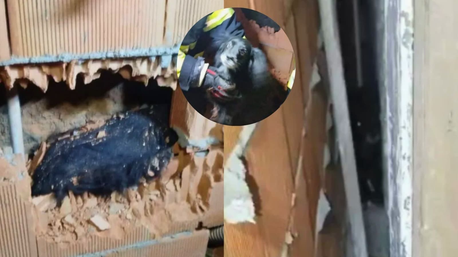 Cão fica preso entre duas paredes após se assustar com fogos de artifício em SC