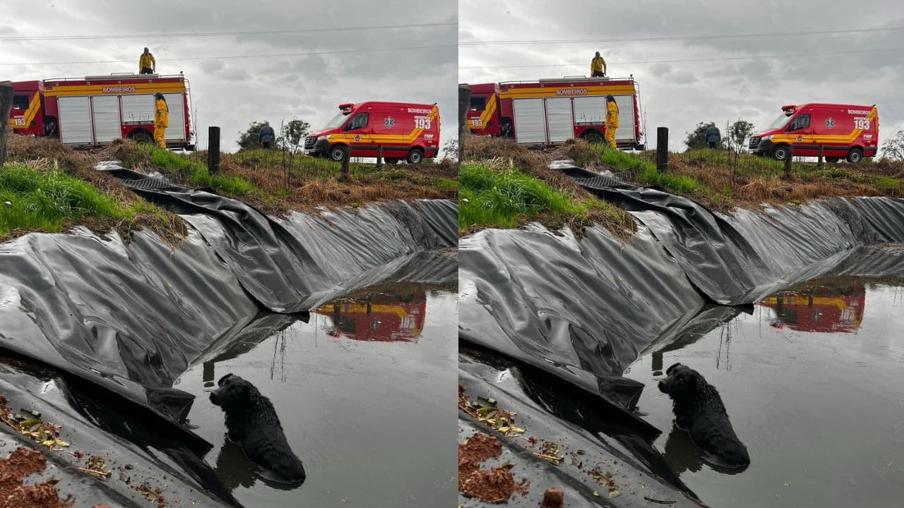 Cachorro é resgatado após cair em esterqueira no Oeste de SC