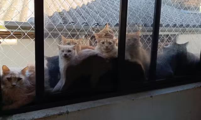 Prefeitura vai retirar, cuidar e encaminhar para adoção mais de 400 gatos em Concórdia