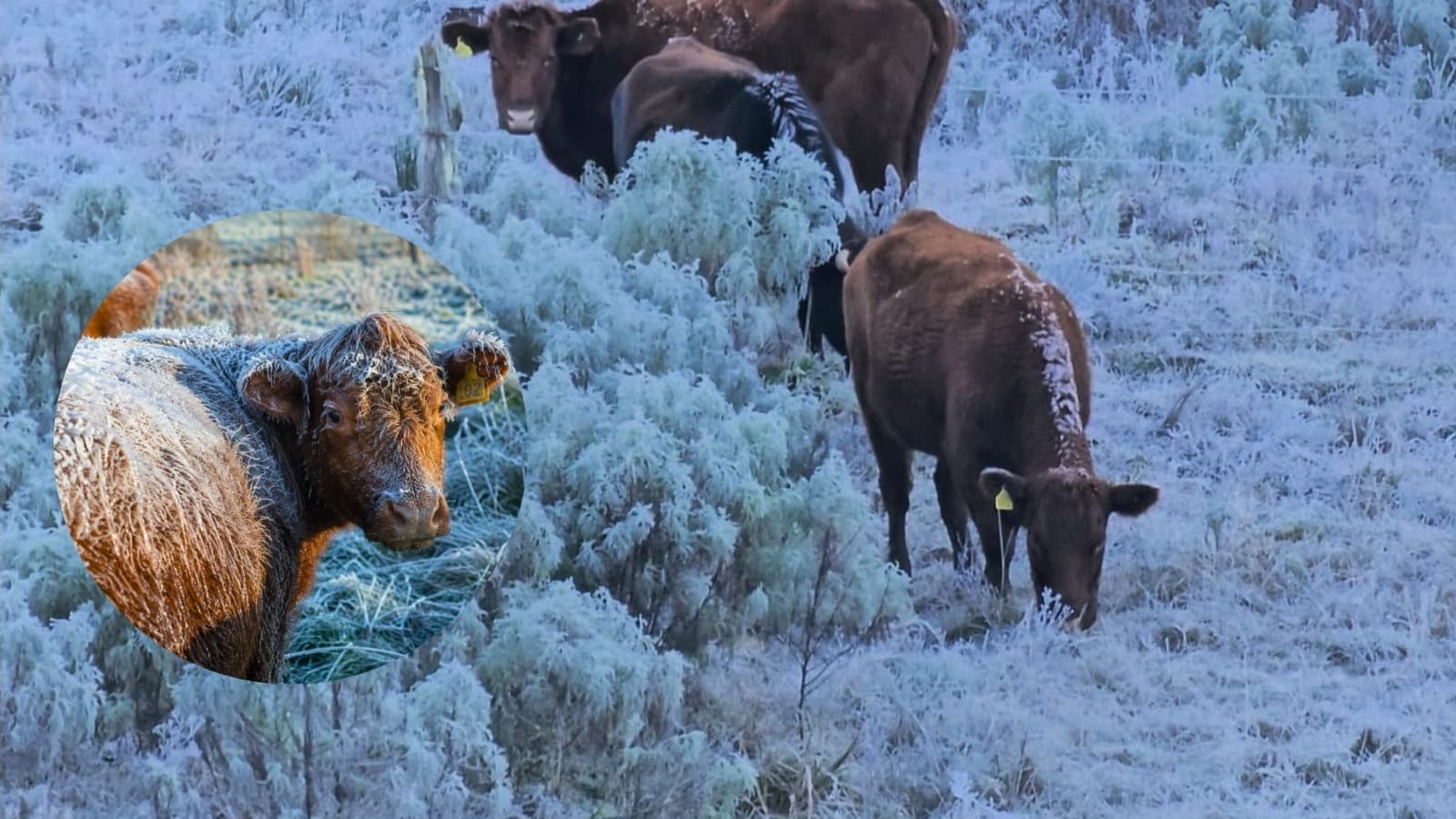 Gelo no lombo do gado: frio intenso desafia pecuaristas na Serra Catarinense