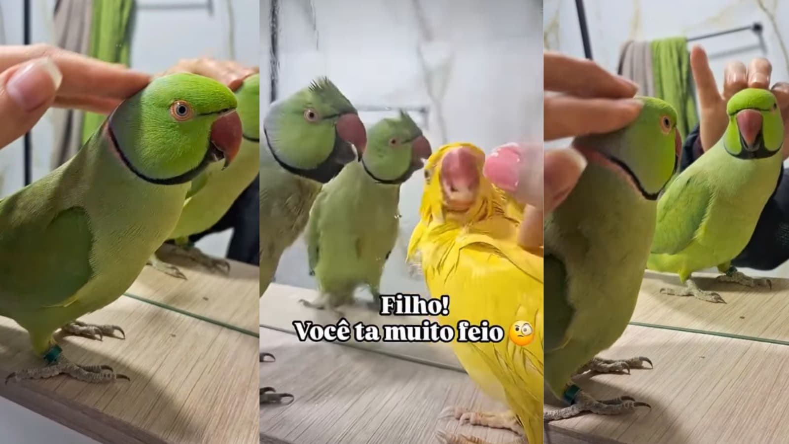 “Você tá muito feio”: o ringneck tagarela de Chapecó que puxa conversa e virou fenômeno nas redes; VÍDEO