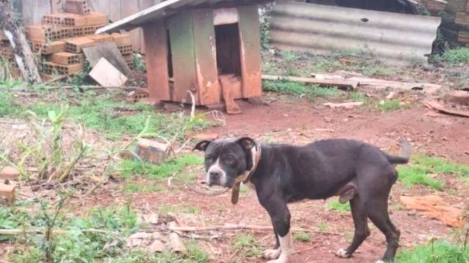 Tutora é presa por manter pitbull em corrente curta, com bicheira e sem comida, em SC