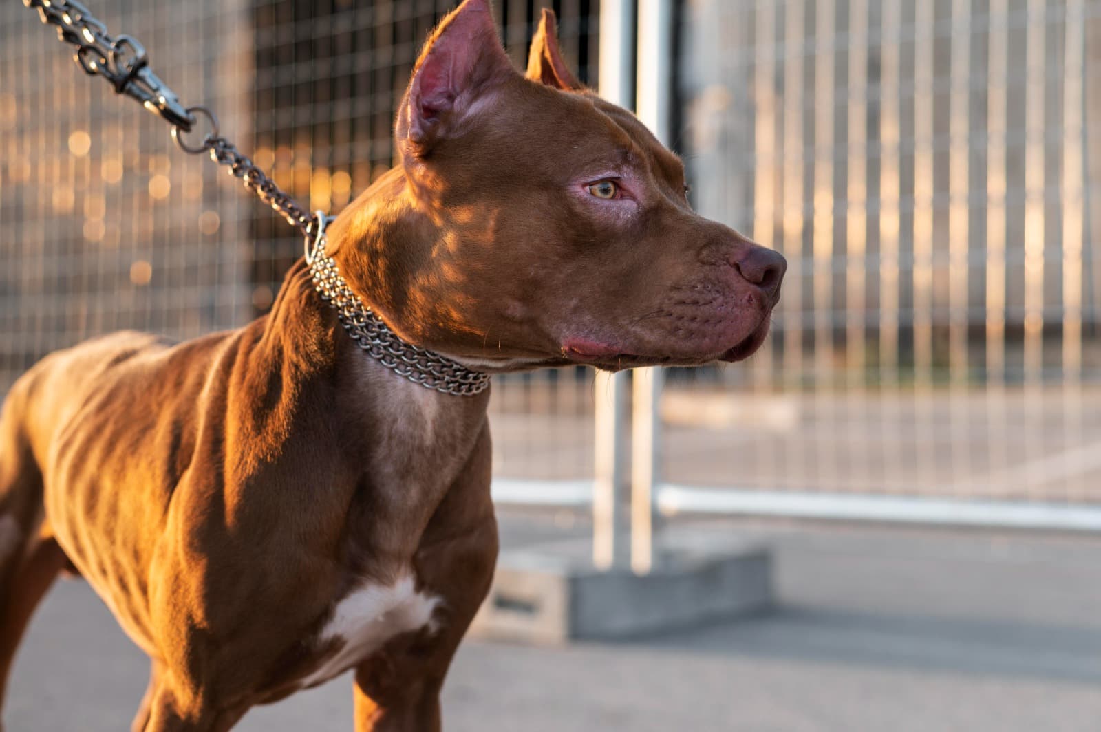 Vaca é atacada por pitbull fujão, dona recua com medo de ser atacada e tutor responderá por omissão em SC
