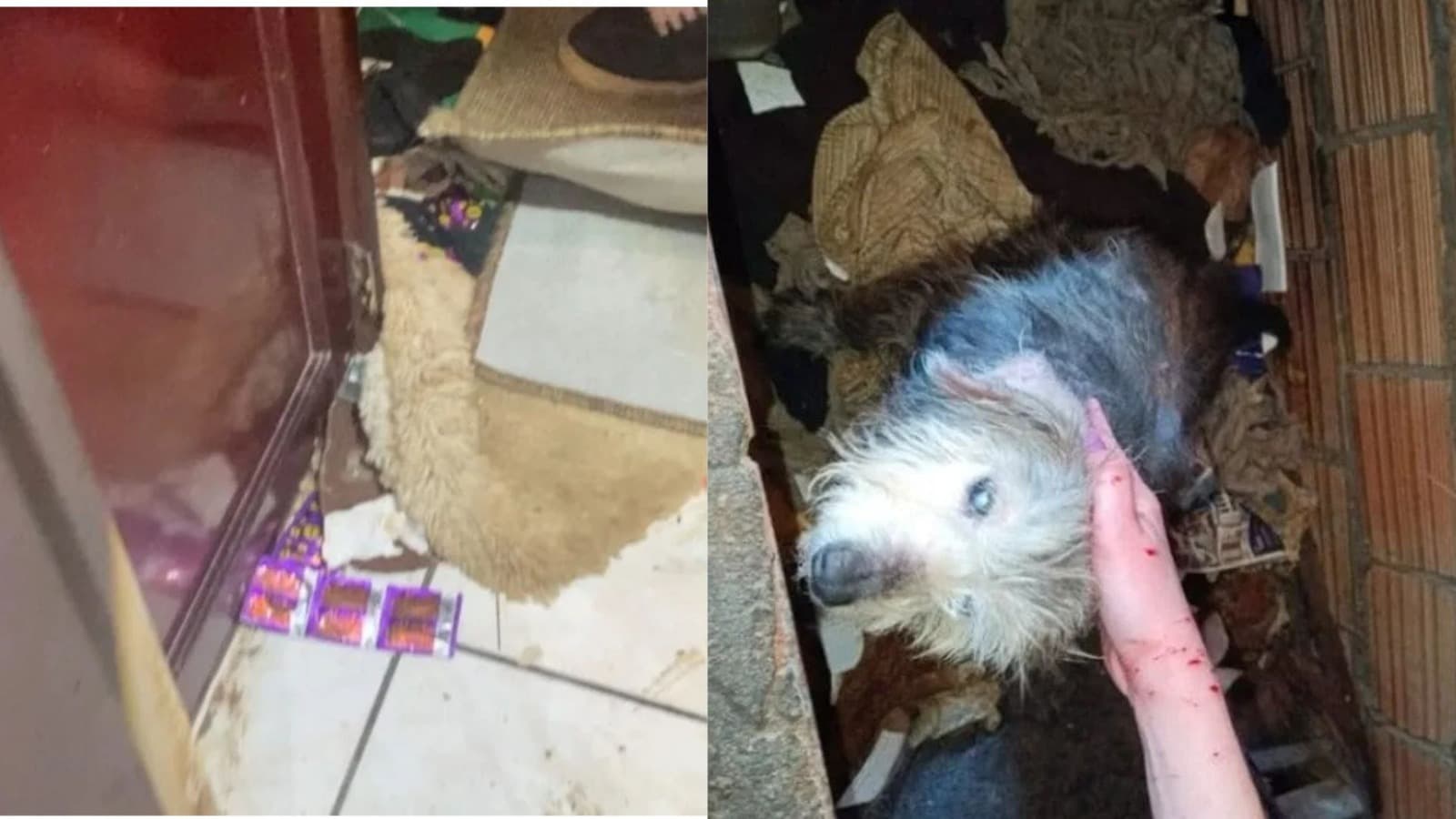 Exames apontam suspeita de violência sexual contra cachorras resgatadas em casa tomada por lixo em Concórdia