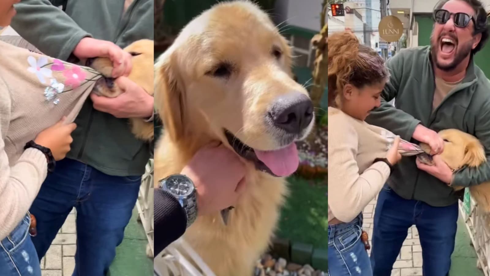 Golden retriever de Itajaí vira febre na internet ao puxar suéter de menina: “Vocês não leram o aviso?”