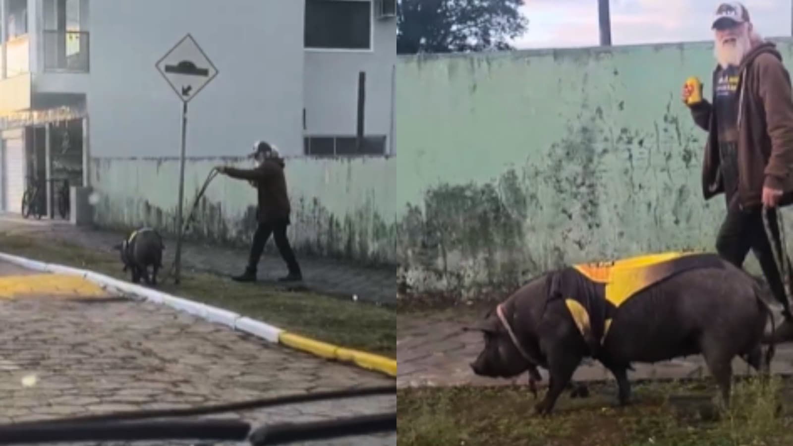 “Majornal” na coleira: homem passeia com porco de estimação de roupinha em SC e viraliza; VÍDEO