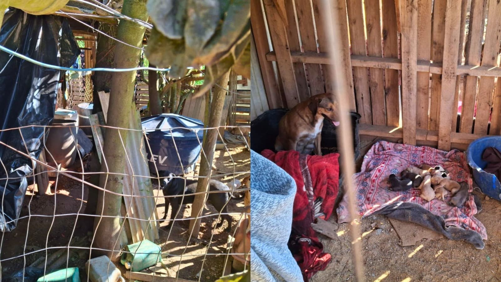Roedores mortos, lixo espalhado e 86 cães amontoados: Justiça dá 5 dias para Canelinha agir em abrigo