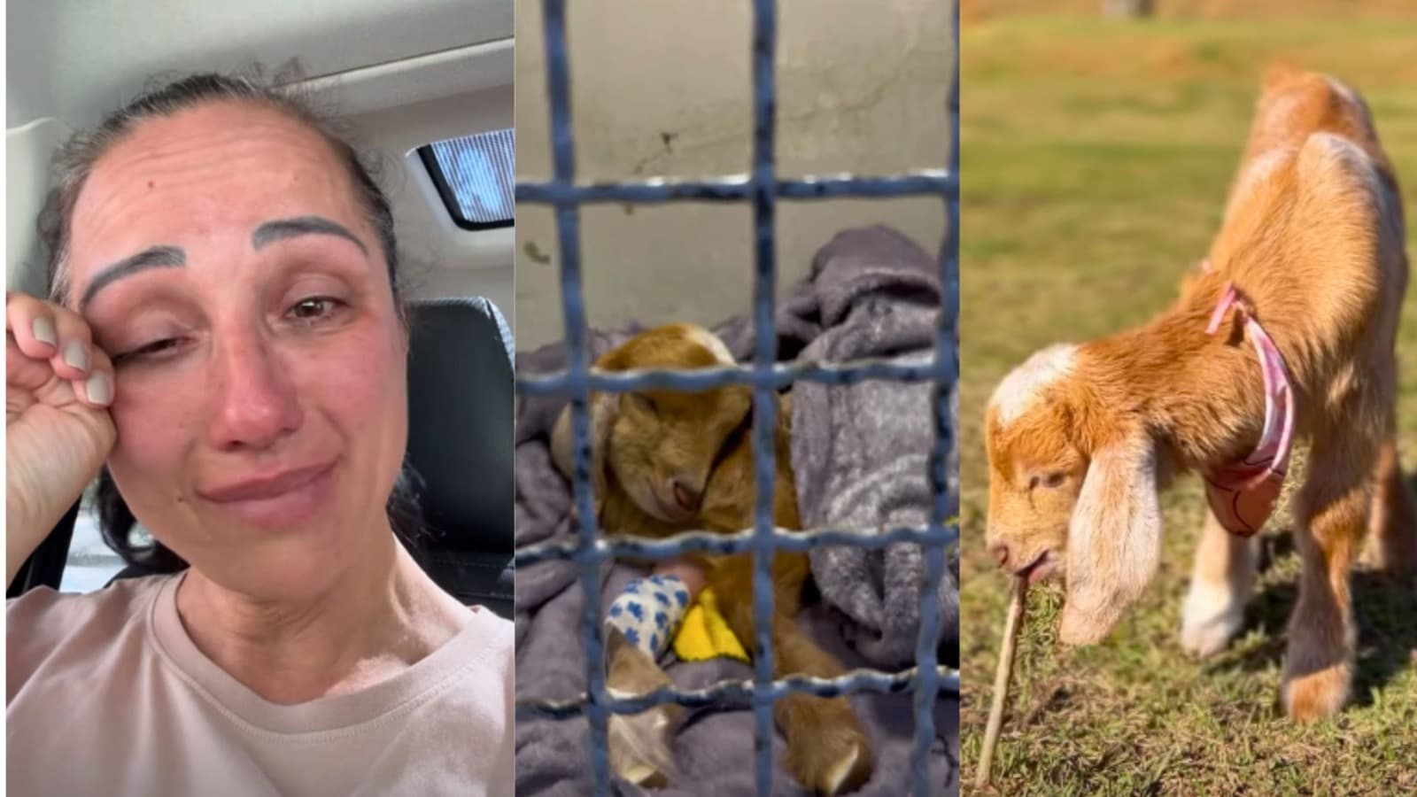 “Ela está mal”: cabrinha Cappuccina, resgatada de vala em SC, é internada às pressas