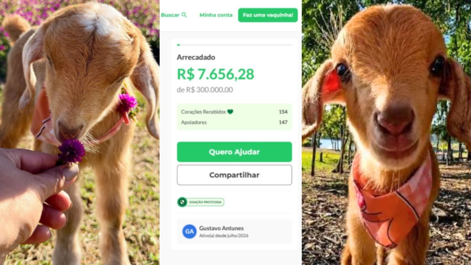 Vaquinha da cabrinha Cappuccina em SC pede R$ 300 mil e gera questionamento sobre destino do dinheiro