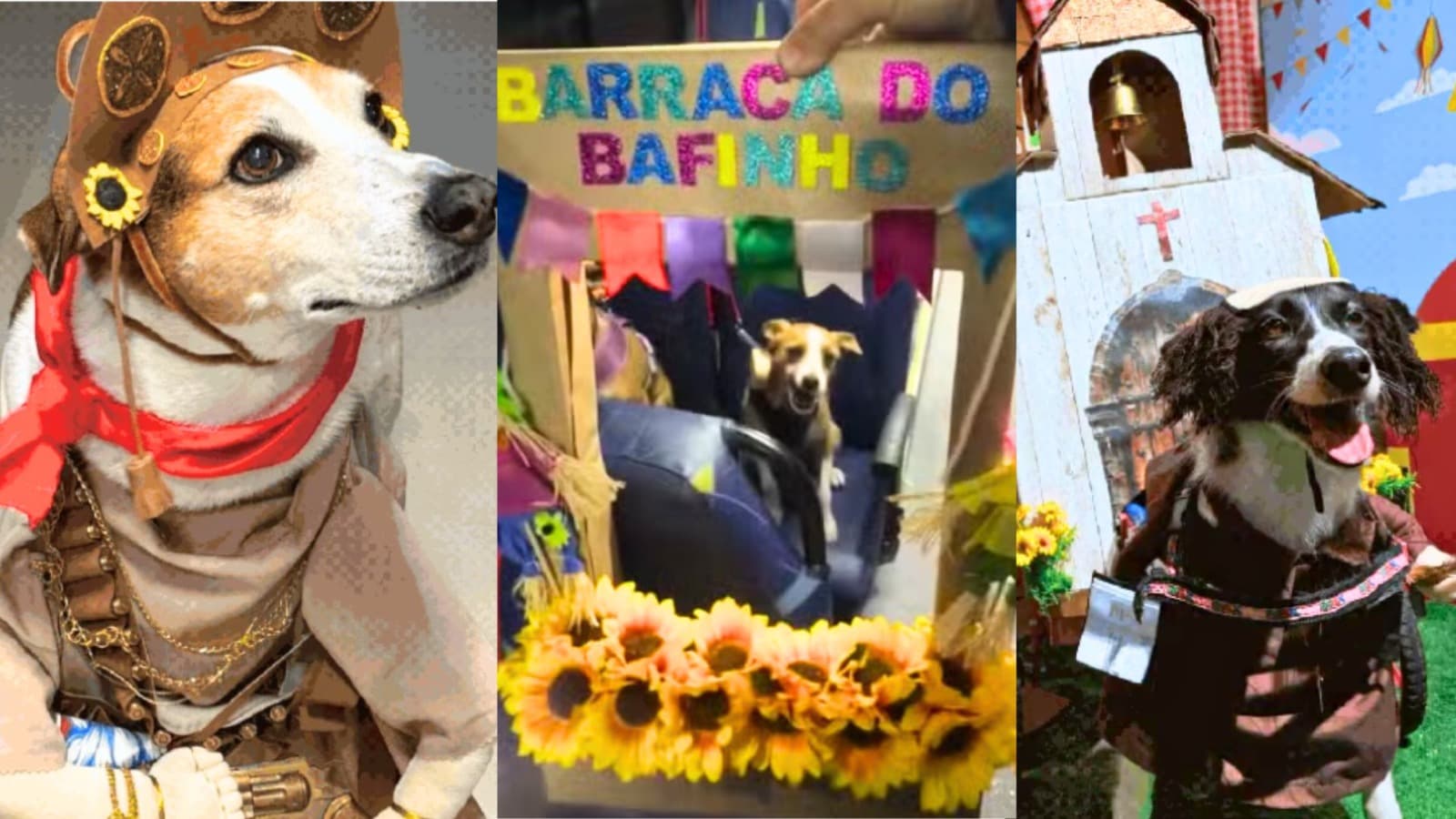 Cangaceiro, milho e uma santa de rodinhas: creche de pets de SC vira arraiá com “cãocurso” de fantasia