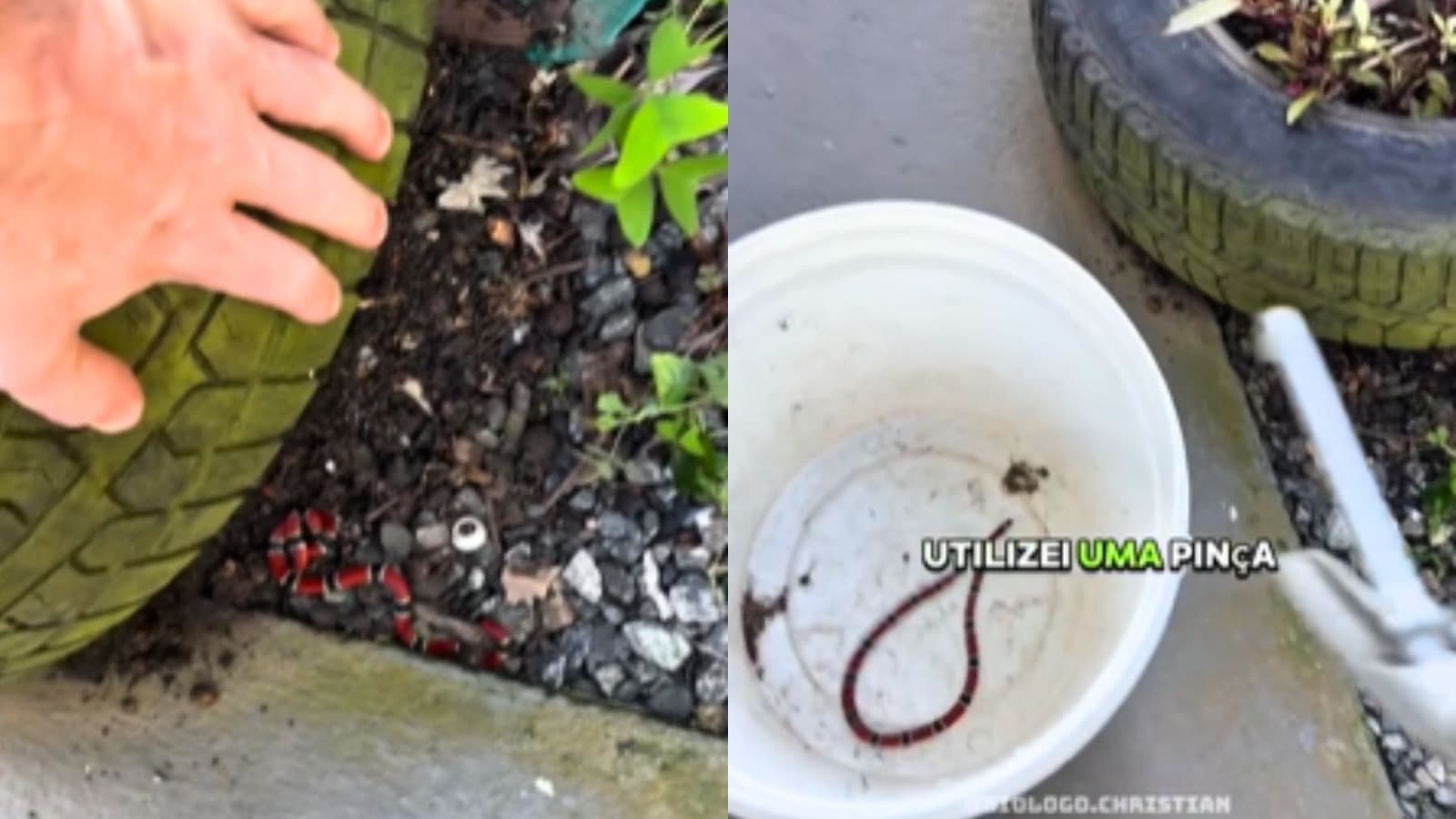 Biólogo levanta pneu no jardim de casa em Jaraguá do Sul e encontra uma das cobras mais venenosas do Brasil