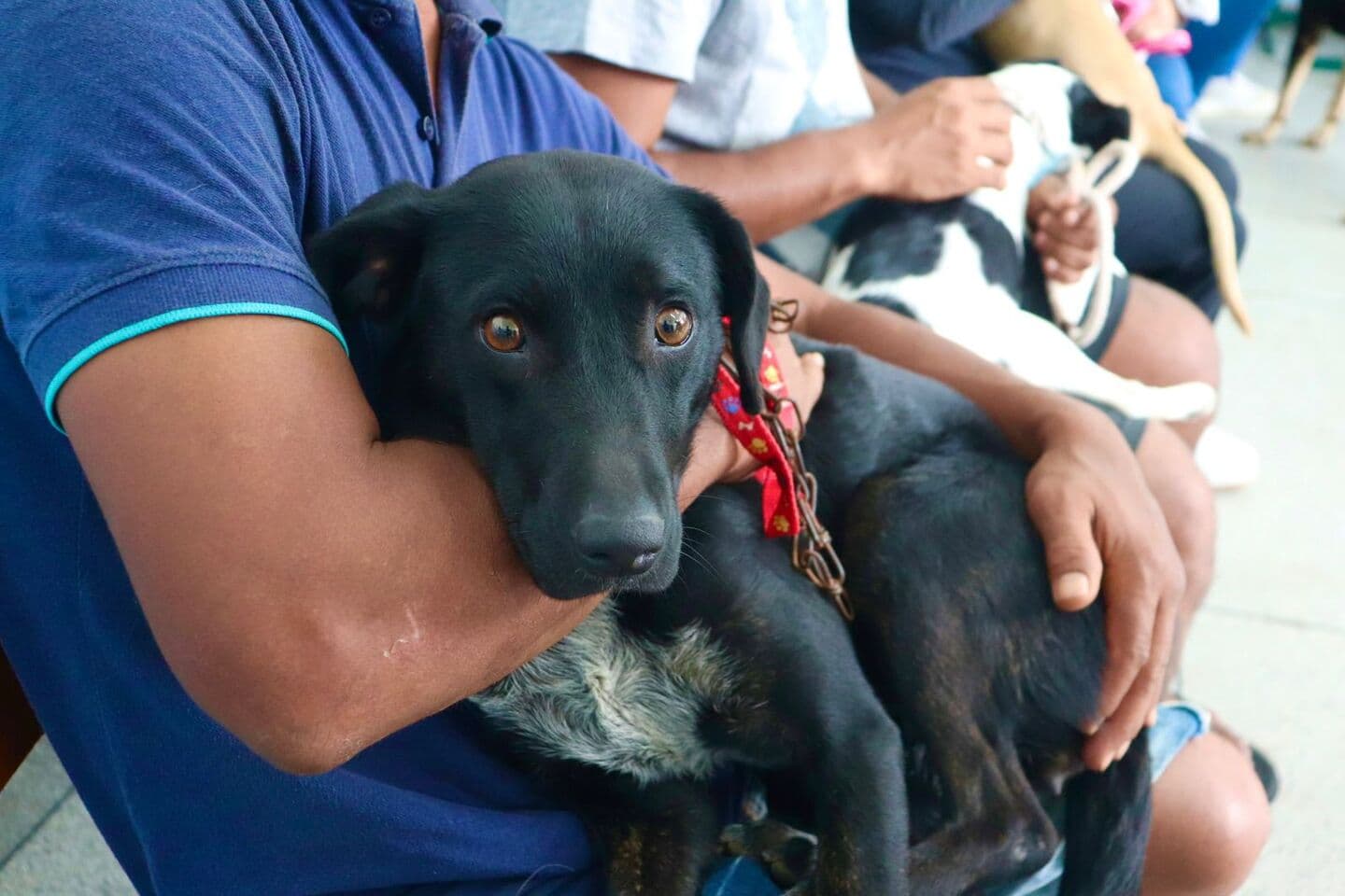 Mil castrações de graça em São José: vagas na reta final e 200 animais esperando adoção