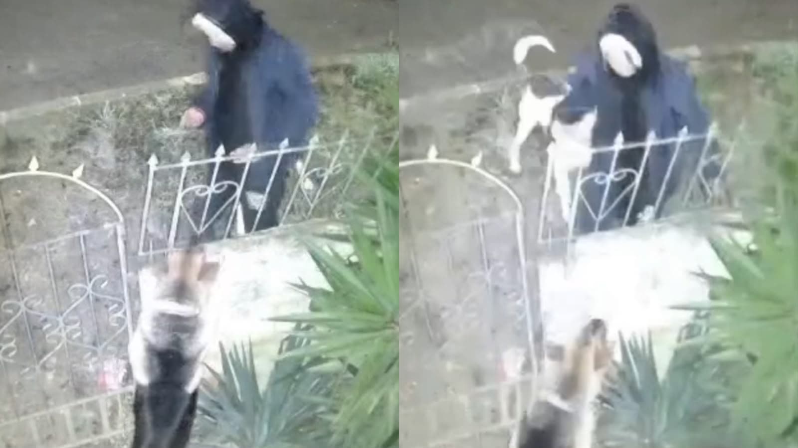 “Virou 9 dedos”: cão reage e arranca ponta do dedo de mulher na Serra Catarinense