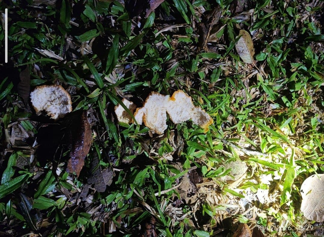 Pegadas e cascas de laranja ajudam bombeiros a encontrar idoso desaparecido