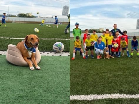 Cão abandonado em Bombinhas vira o mascote mais querido da Fundação de Esportes de Balneário Camboriú