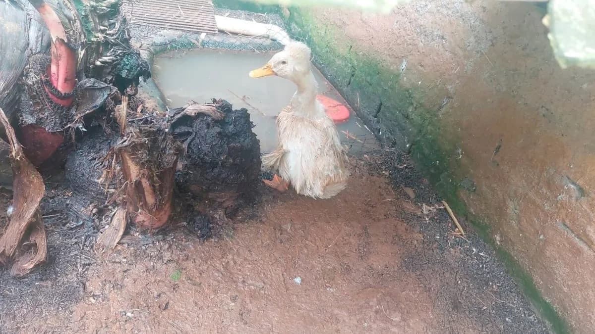 Ibama fecha zoológico clandestino e apreende 655 animais em SC