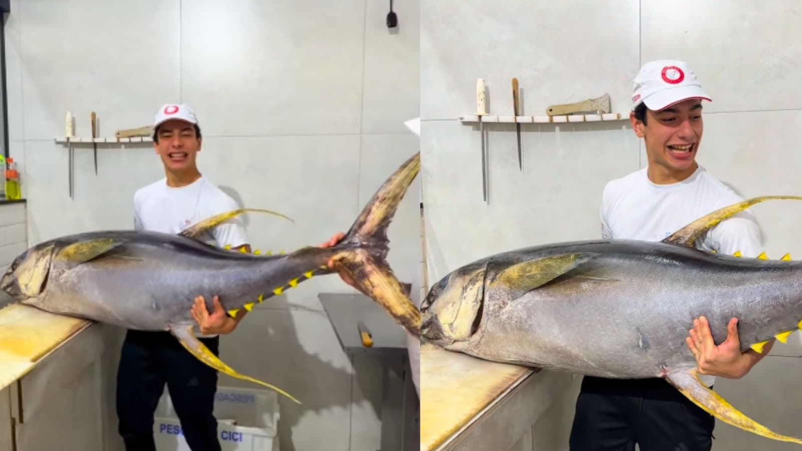 Atum gigante “para” redes sociais em Joinville e peixaria esclarece confusão entre Bluefin e Yellowfin