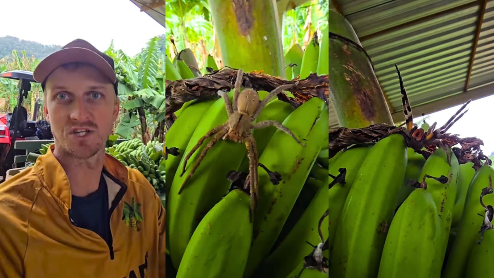 “Essa foi por pouco”: agricultor de SC passa sufoco ao carregar aranha-armadeira no ombro