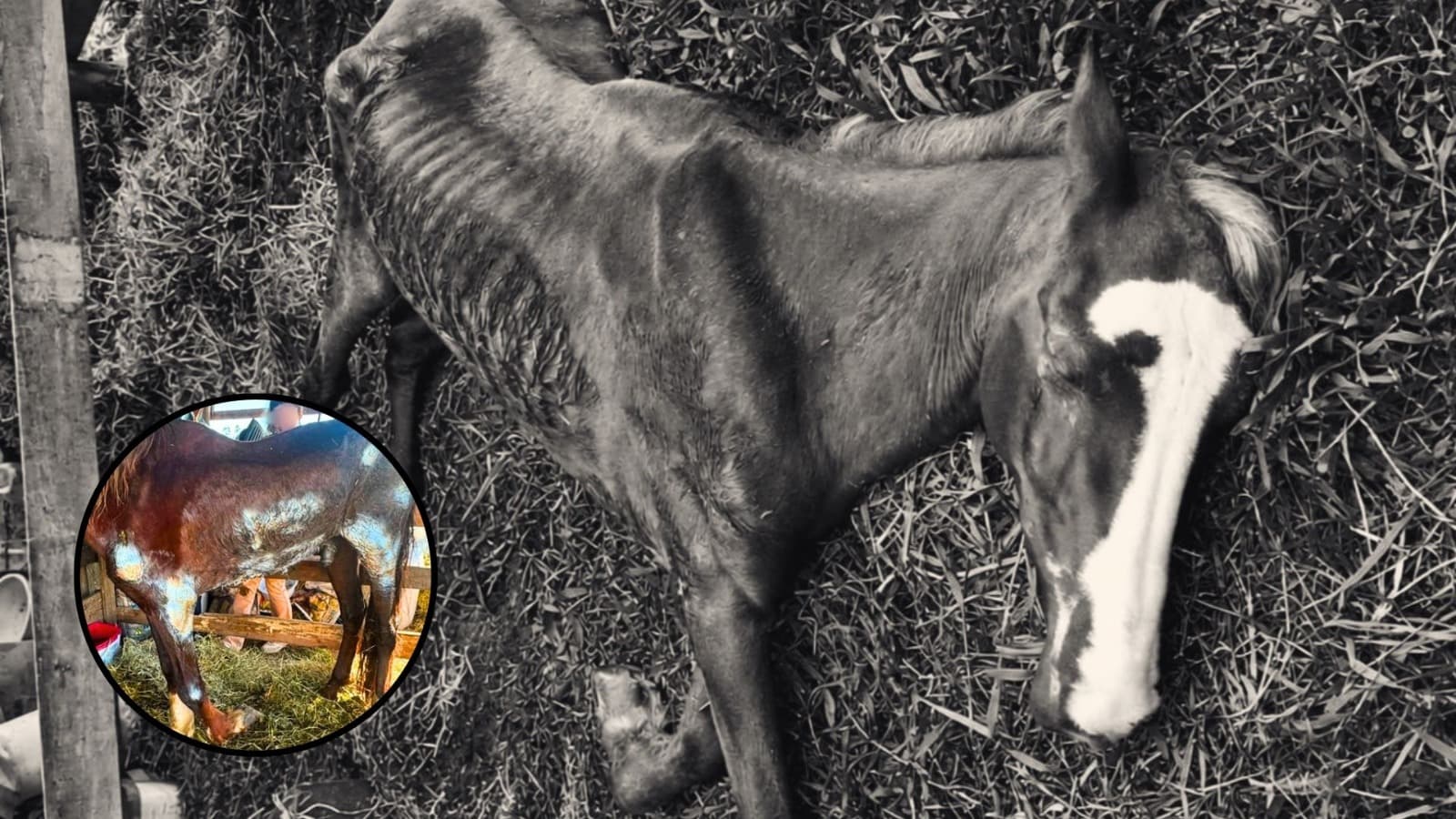 Mesmo após onda de solidariedade, cavalo Haaland não resiste aos maus-tratos no Sul de SC