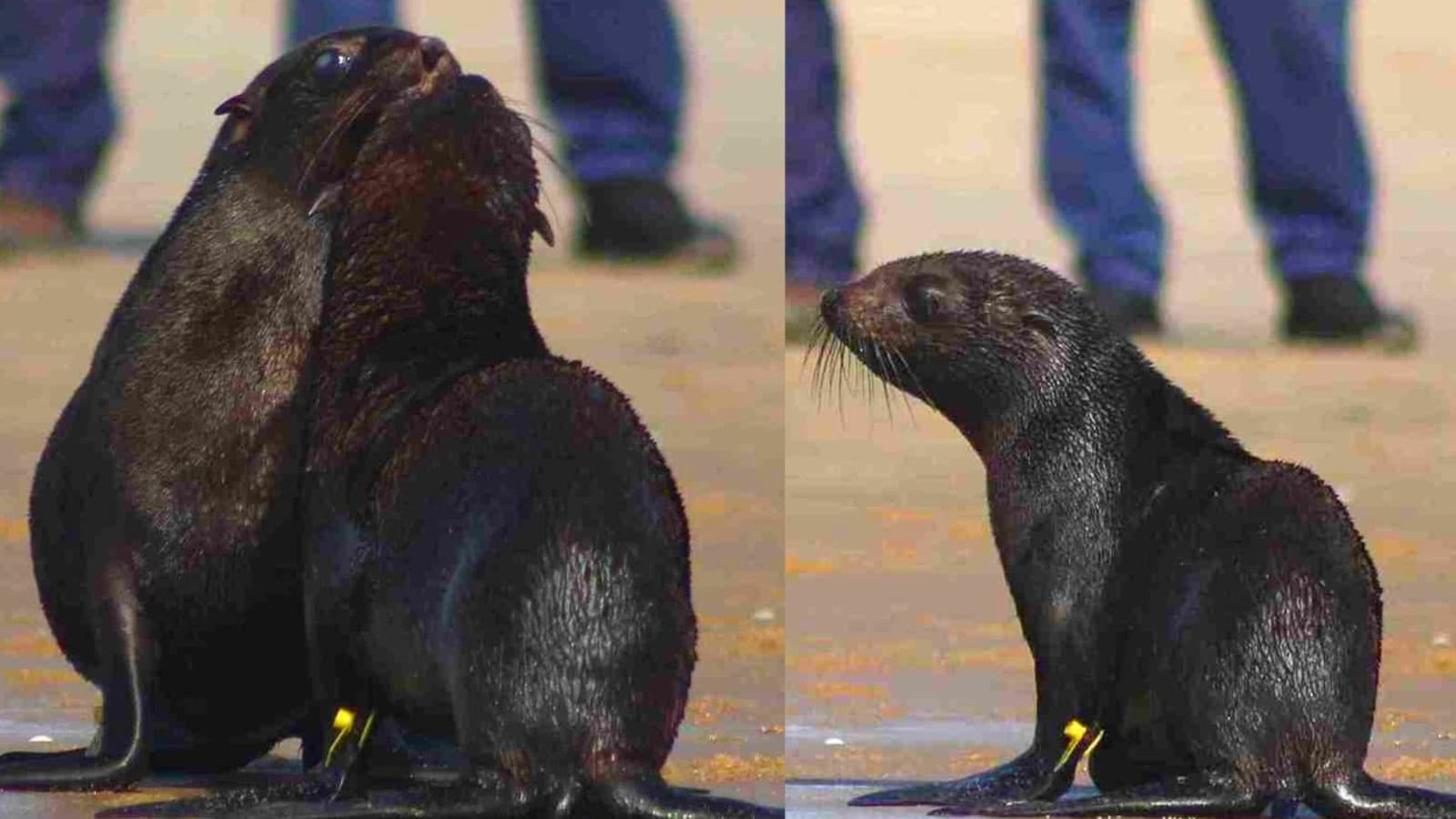 O beijinho não pode esperar: dois lobos-marinhos protagonizam despedida em praia de Florianópolis