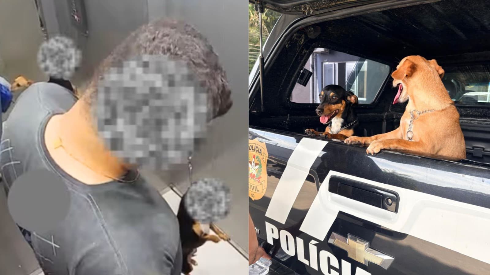 14 segundos de asfixia: “tutor” de Blumenau é indiciado após enforcar cão pela coleira dentro de elevador