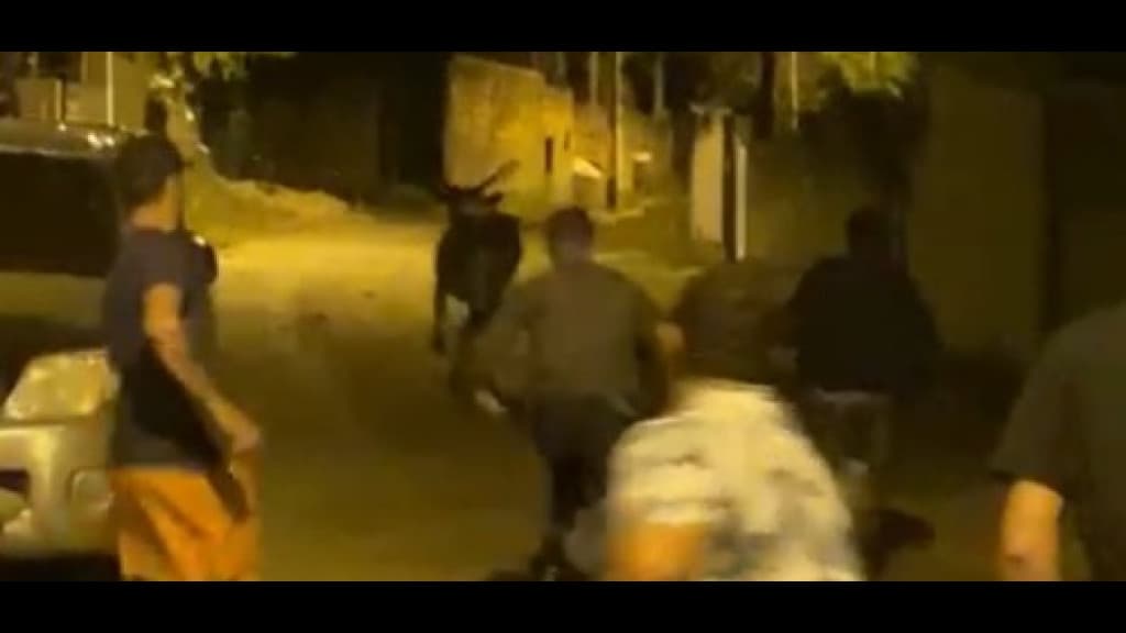 Polícia tenta identificar envolvidos em “farra do boi”, em Itapema