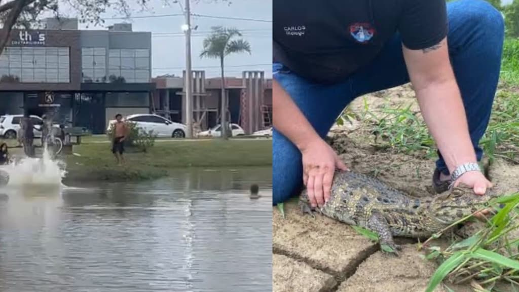 Tijucanos ignoram aviso e tomam banho em lagoa com jacaré