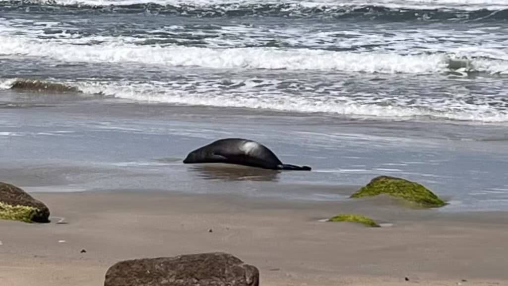“Te vira, meu filho”: mãe abandona elefante-marinho em praia de Santa Catarina