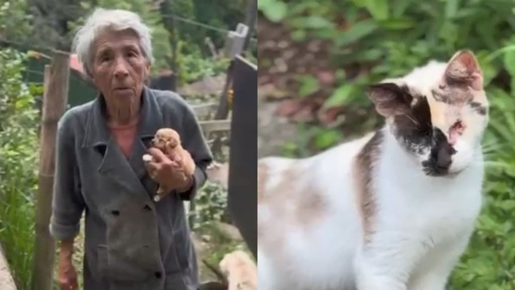 Voluntários mobilizam campanha para ajudar idosa de 80 anos que acolhe animais em Florianópolis