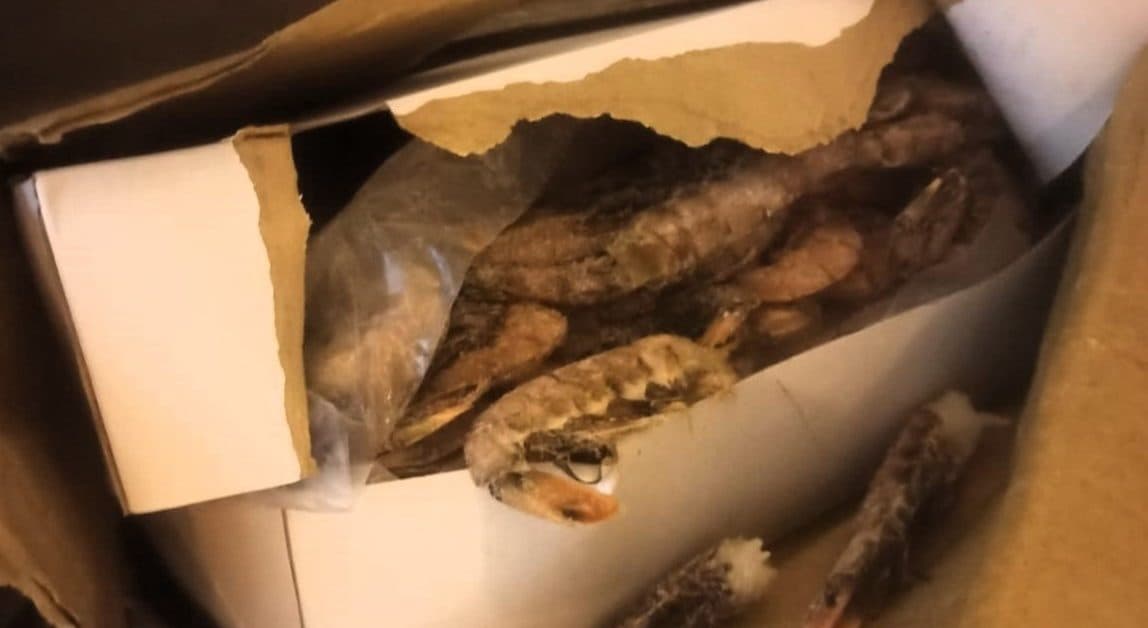 PRF localiza camarão argentino contrabandeado escondido em carga de peixe na BR-101